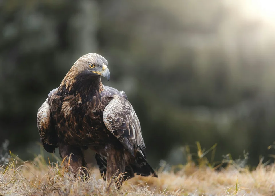 Majestic Eagle in the Wild
