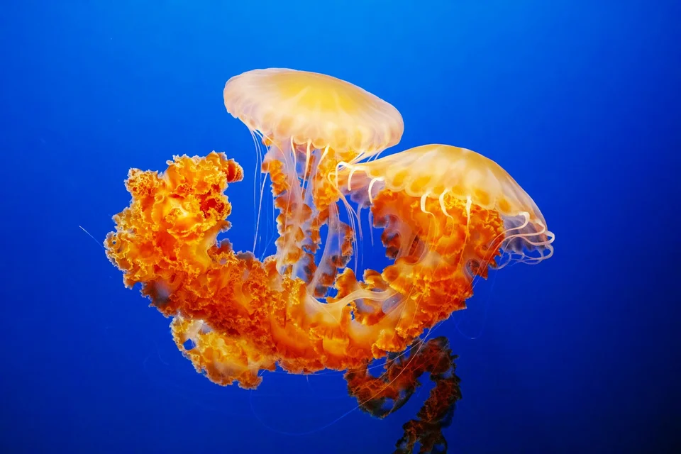 Three Orange Jellies in Deep-Sea Habitat