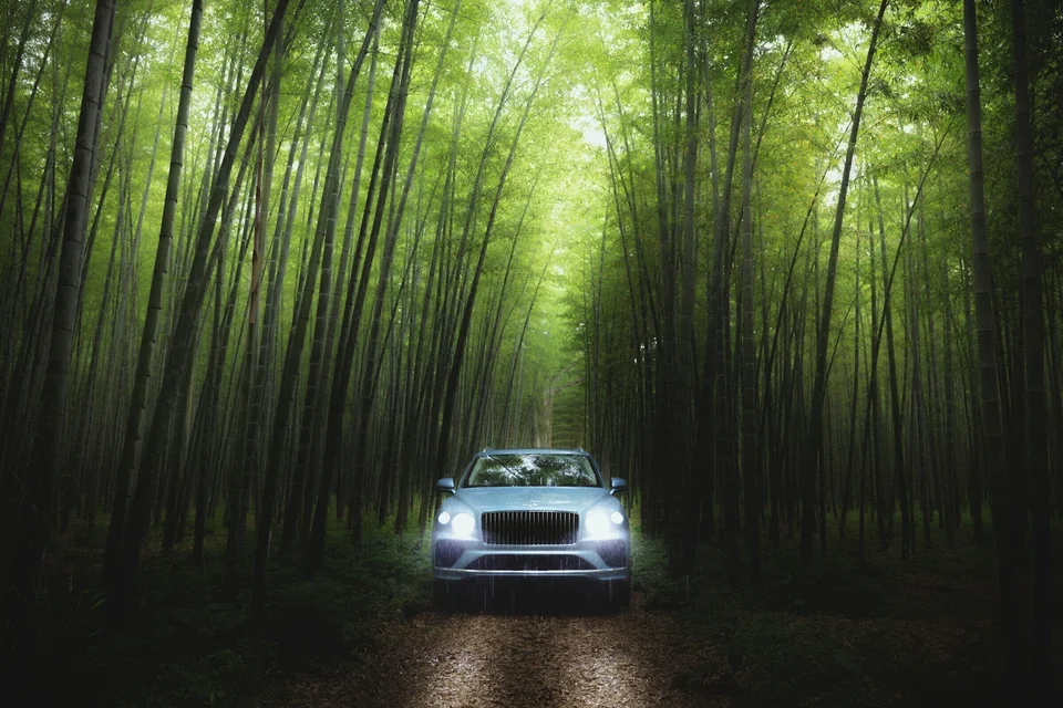 Bentley in the Bamboo Forest