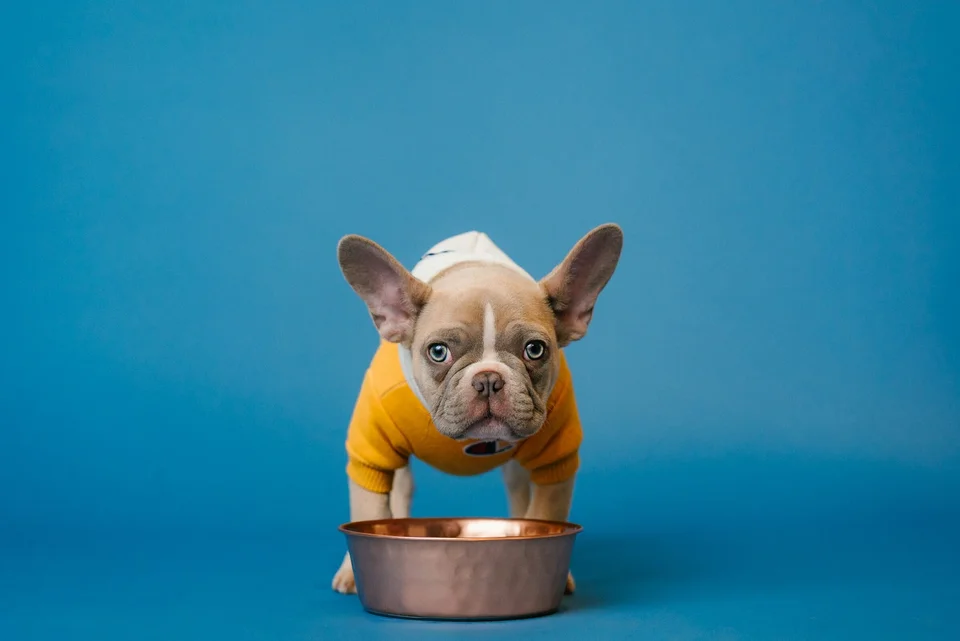 Puppy's First Meal
