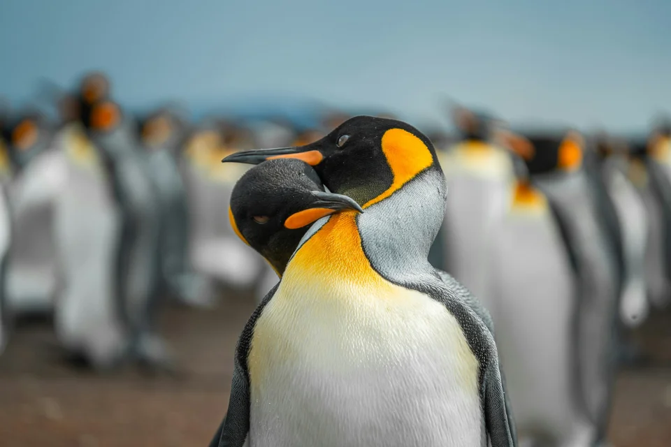 Penguins in Love