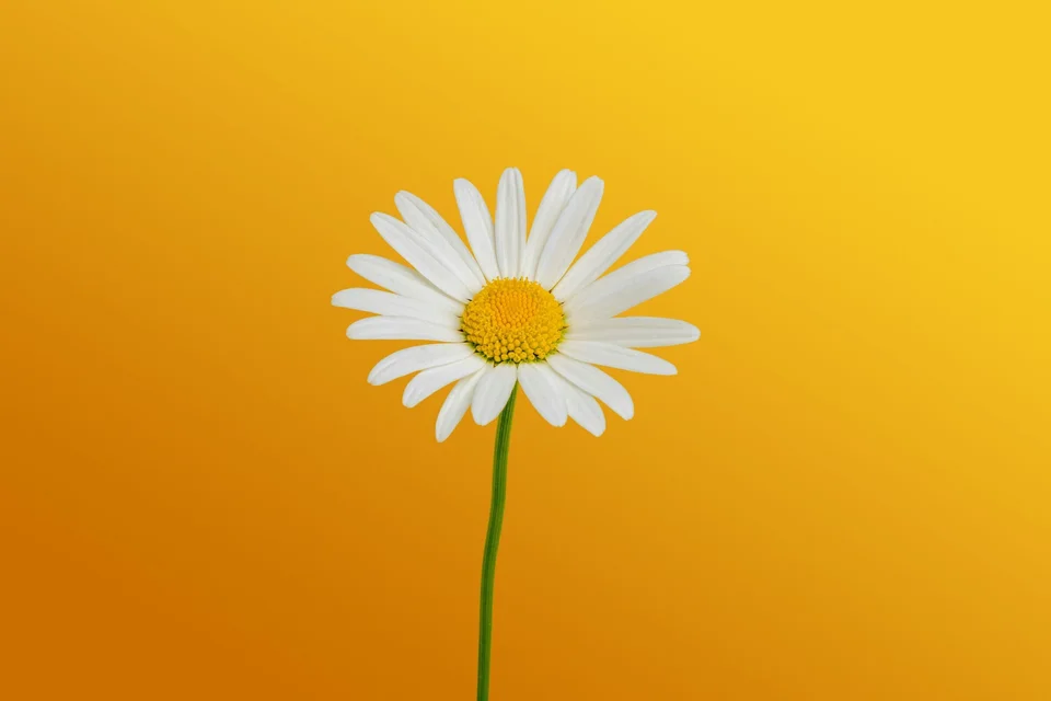 A Single Daisy in a Gradient Background
