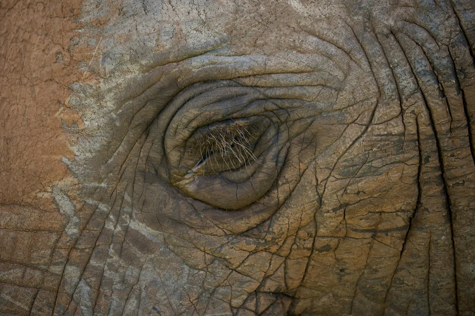 Ancient Eye